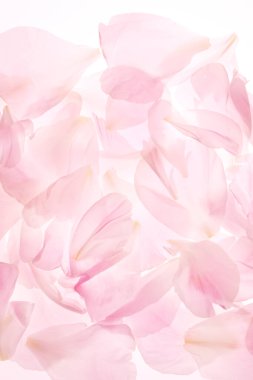 Güzel pembe yapraklar, bahar çiçekleri, romantik bir arka plan.                     