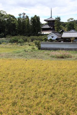 Japonya 'daki pirinç tarlalarında arka planda tapınak var.