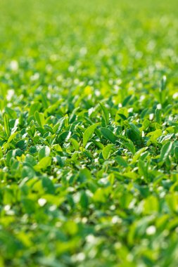 Parkta yeşil çimenler