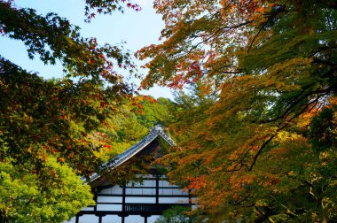 Japonya parkında sonbahar çiçek açtı.