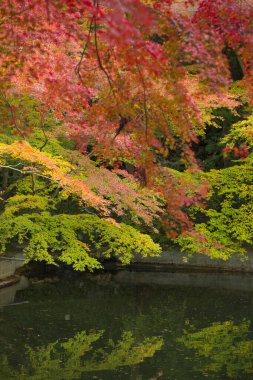 Ağaçlar ve yapraklarla dolu sonbahar manzarası