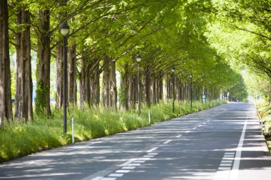 Kırsalda yeşil ağaçlar boyunca boş asfalt yol