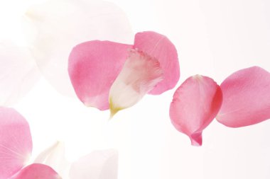 Güzel pembe yapraklar, bahar çiçekleri, romantik bir arka plan.                     