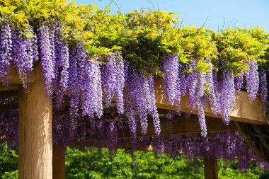 İlkbaharda Japonya 'daki bahçede yabani salkım çiçekleri