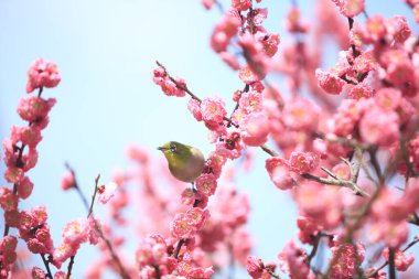 Güzel pembe çiçekler sakura ve bahçede bir kuş