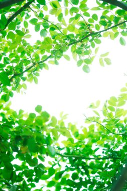 yeşil ağaç yaprakları, doğa ve çevre