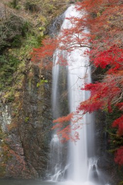 Osaka, Japonya 'daki Minoh Park' taki güzel şelalenin manzaralı görüntüleri.