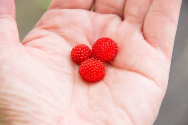 Elinizdeki taze kırmızı ahududuları kapatın.