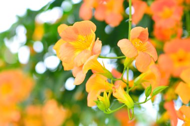 Yeşil yapraklı bir demet portakal çiçeği.