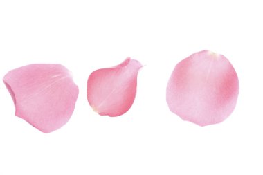 Açık arkaplanda güzel pembe gül yaprakları                