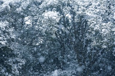 Kış ormanlarında kar yağışı, doğal manzara.