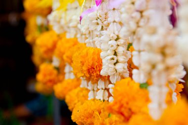 Piyasada dekoratif ve ayinsel amaçlar için kullanılan kadife çiçekleri (Tagetes erecta)..