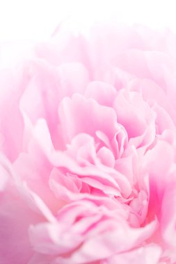 Güzel pembe şakayık çiçeğinin yakın plan görüntüsü.               