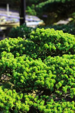 Bahçedeki yeşil ağaç. 