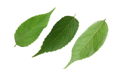 Yeşil yapraklara yakın çekim. Yaz bitkisinin dalları. 