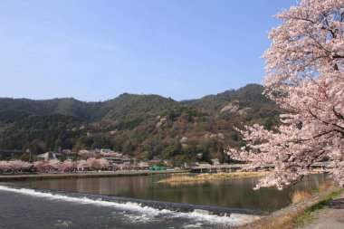 Japonya 'da kiraz çiçekleri, Tokyo