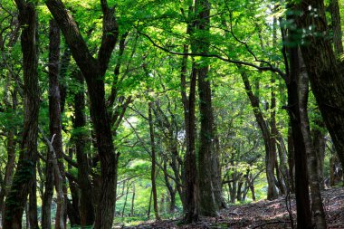 Ormanda yeşil ağaçları olan güzel bir manzara.             