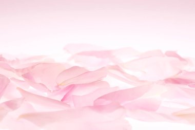 Güzel pembe yapraklar, bahar çiçekleri, romantik bir arka plan.                     