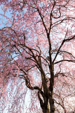 İlkbaharda parkta mavi gökyüzüne karşı güzel ağaçlar açar. 