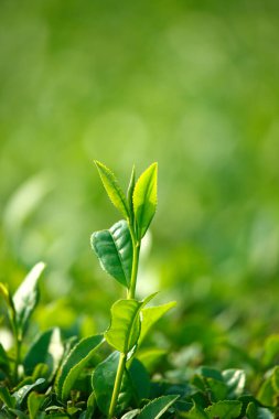 yeşil çay yaprakları sabah