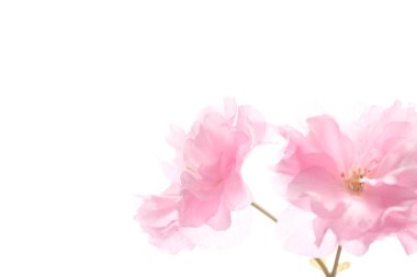 Beyaz arka planda izole edilmiş güzel pembe çiçekler.