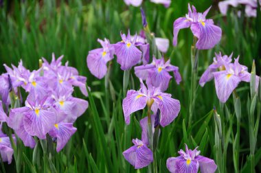 Güzel yaz çiçekleri, gündüz yakın çekim manzarası. 