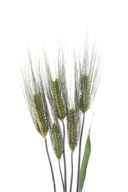 Beyaz arkaplanda yeşil buğday kulakları   
