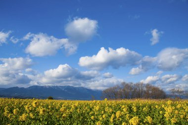 Sarı çiçekli güzel bir manzara.