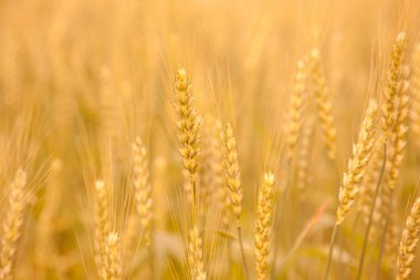 Gün batımında güzel buğday tarlası, tarım kavramı     