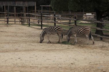 Zebralar hayvanat bahçesinde otluyor.