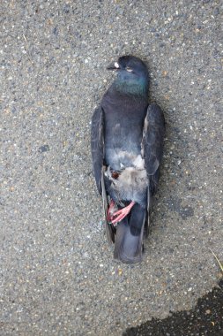 Gri bir arka planı olan bir caddede yere serilmiş bir güvercinin yakın plan fotoğrafı.