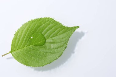 Beyaz zemin üzerinde su damlası olan taze yeşil yaprak