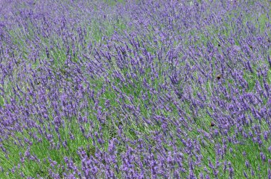 Güzel çiçekler, yakın görüş, doğa konsepti.