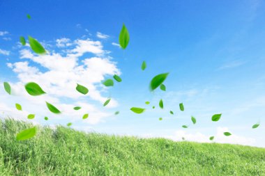 Yeşil yaz çimlerinin üzerinde mavi gökyüzünde süzülen yeşil yapraklar