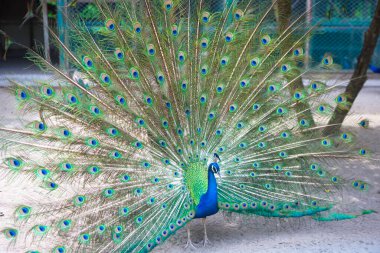 Parkta parlak tüyleri olan bir tavus kuşu.