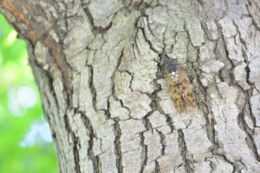 Ağacın üzerinde kalan ağustos böceği. Kumazemi bir Japon ağustos böceği..