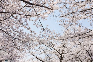 Güzel kiraz çiçekleri. Çiçek açan kiraz ağacı. Çiçek arka planı