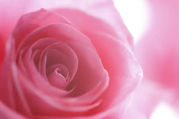 Vue Rapprochée Beau Fond Rose Pétales Rose — Photo