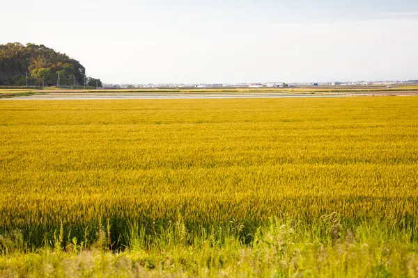 Зеленое Пшеничное Поле Сельской Местности Япония — стоковое фото