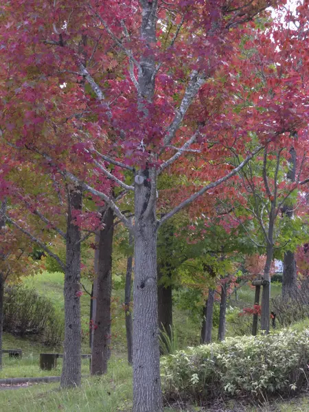 Fall Season Autumn Trees Colorful Foliage Park — Stock Photo, Image