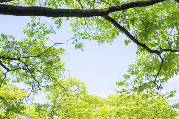 tree branches with green leaves on sky background. nature background.             