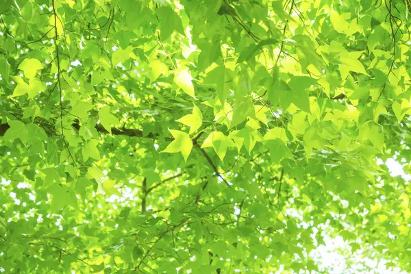 Bela Árvore Verde Folhas Fundo — Fotografia de Stock