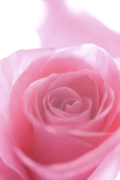 Close Uitzicht Mooie Roze Rozenblaadjes Achtergrond — Stockfoto