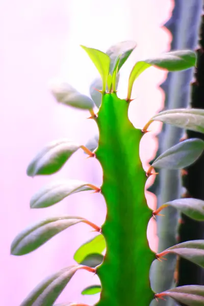 Closeup Green Houseplant Green Leaves Blurred Background — Stock Photo, Image