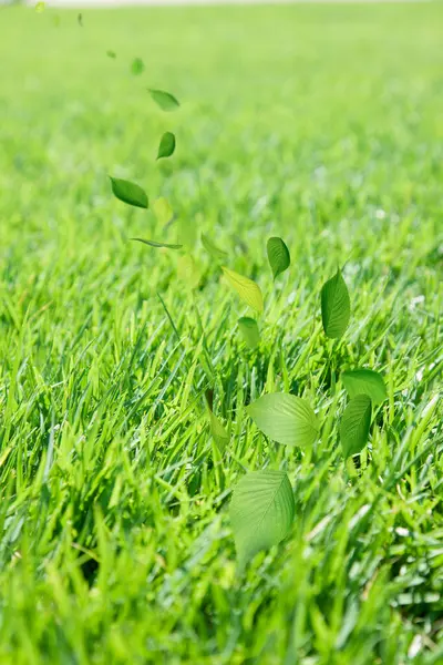 Soyut Doğası Geçmiş Yeşil Yaprakları Ile — Stok fotoğraf