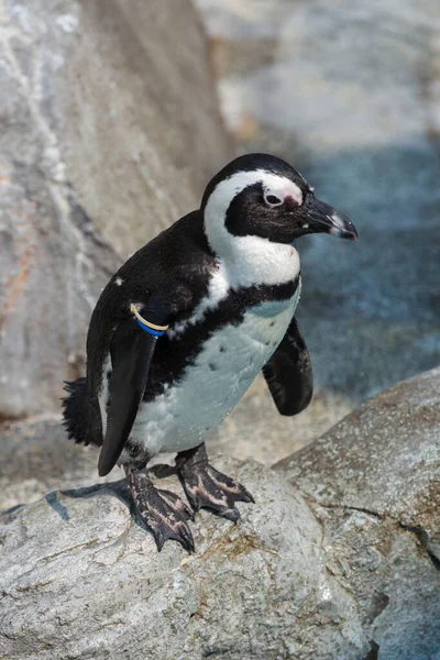 Animale Pinguino Zoo Giapponese Sfondo — Foto Stock