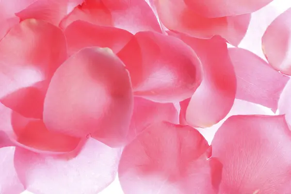 Красивые Розовые Лепестки Роз Светлом Фоне — стоковое фото
