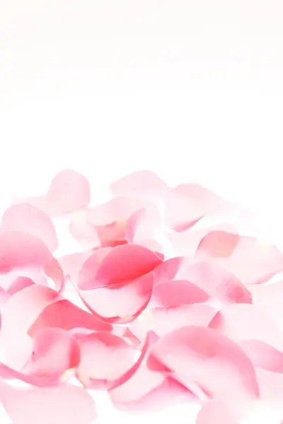 Красивые Розовые Лепестки Роз Светлом Фоне — стоковое фото