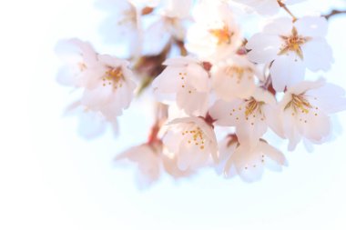 Bahçede güzel bahar çiçekleri, yakın planda ağaçlar. 