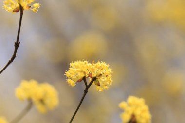 Güzel yaz çiçekleri, gündüz yakın çekim manzarası. 